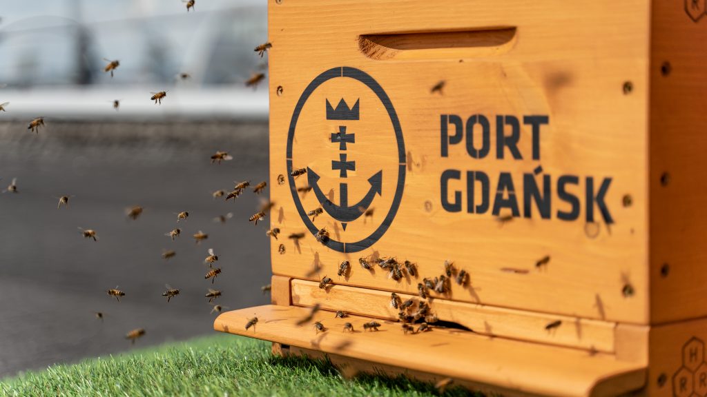 Honey bees make Port of Gdańsk their home – four beehives installed on the Westerplatte Ferry Terminal rooftop