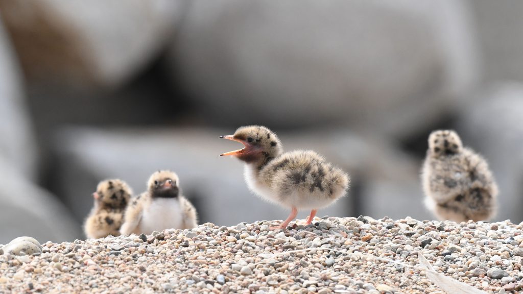 “Bird Island” on a breakwater in the Port of Gdańsk: an oasis for terns and black headed-gulls